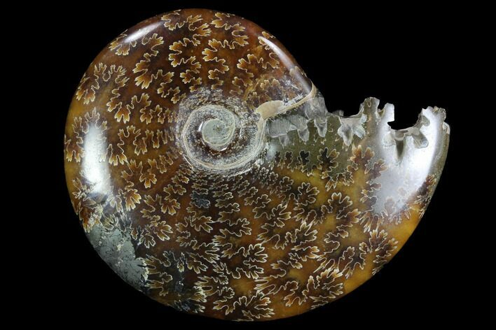 Polished, Agatized Ammonite (Cleoniceras) - Madagascar #97271